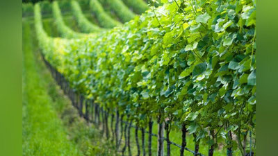 'Global  issiqlik va qurg`oqchilik omili uzum plantasiyalarida hosilni keskin kamaytirib yubordi'ning rasmi