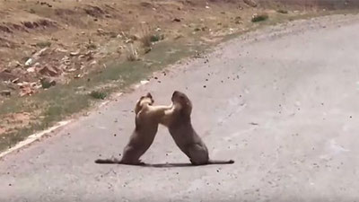 'Ikkita sug`ur yo`l o`rtasida “mushlashib” ketdi (Video)'ning rasmi