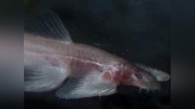 Изрображение 'Ученые нашли в Таиланде рыбу, которая умеет ходить'