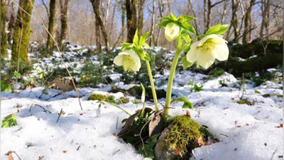 'O`zbekistonga sovuq havo oqimi kirib kelmoqda. Harorat -15 darajagacha tushib ketadi – "O`zgidromet"'ning rasmi
