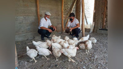 'Asosiy faoliyati parrandachilik bo`lgan tadbirkorlar uchun ayrim soliq stavkalari 50 foiz miqdorida qo`llaniladi'ning rasmi