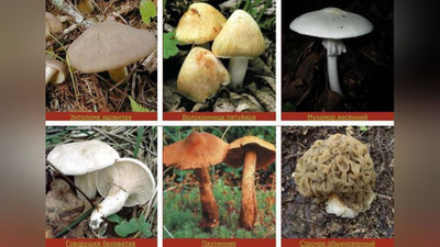 Изрображение 'ОСТОРОЖНО, ГРИБЫ: ПРЕДУПРЕЖДЕНИЕ ОТ МЧС'