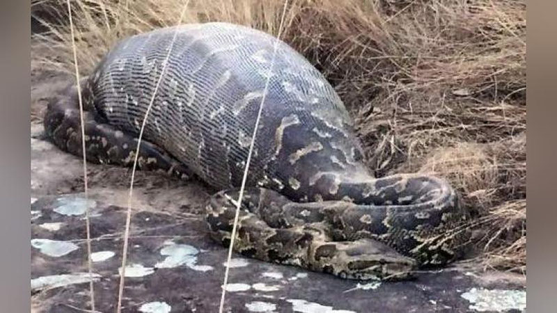 Изрображение 'ЖУТКИЕ КАДРЫ: В ИНДОНЕЗИИ ПИТОН ПРОГЛОТИЛ ЖЕНЩИНУ (18+)'