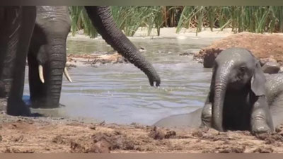 'Mitti filni katta fillar o`limdan saqlab qolishdi (Video) 'ning rasmi