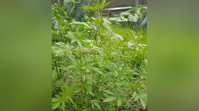 'Gilos tagiga ekilgan marixuanna fosh etildi'ning rasmi