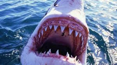 'Avstraliyada syorfing ustasi akula qurboniga aylandi 'ning rasmi