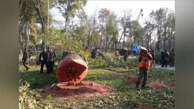 'Toshkentda noqonuniy kesilgan 2 tup chinor uchun 46 million so`m jarima belgilandi'ning rasmi