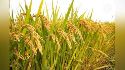 'Sholichilik sohasida Xitoy bilan hamkorlik o`rnatilmoqda'ning rasmi