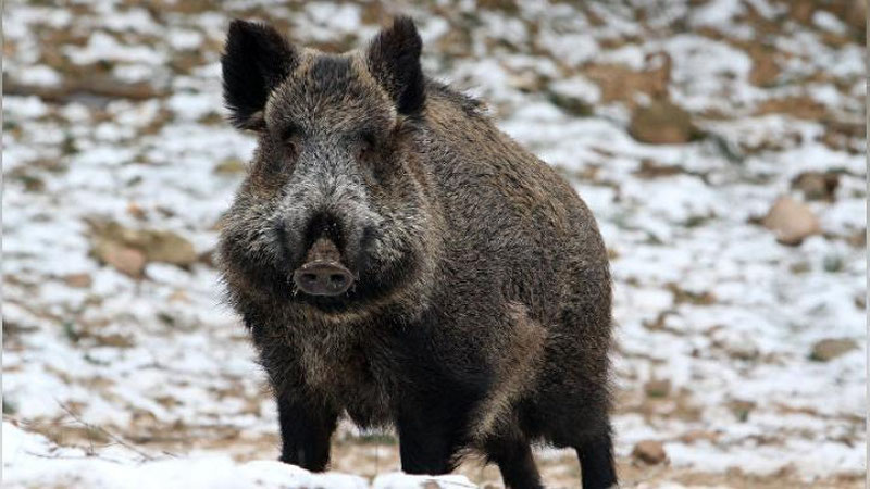 'Xabarovskda yovvoyi to`ng`iz odamlarga hujum qildi'ning rasmi