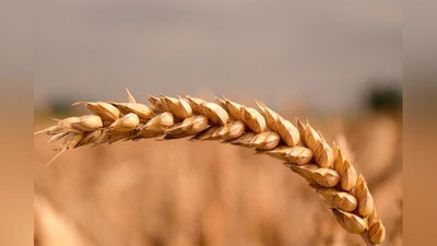 Изрображение 'Больше всего зерновых культур в Узбекистане поставляет Сурхандарьинская область'