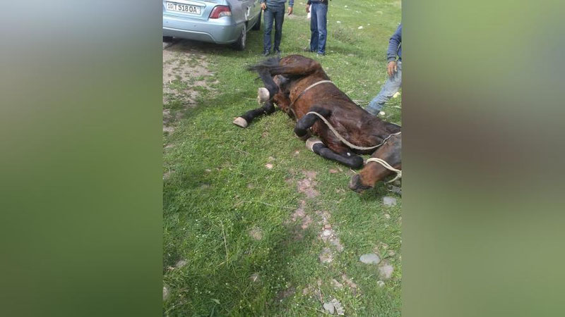 Изрображение 'В ТАШКЕНТСКОЙ ОБЛАСТИ ВОДИТЕЛЬ СБИЛ ПАРНЯ И ЛОШАДЬ'