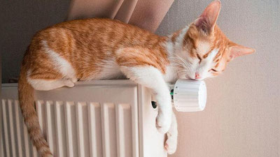 'Ироқда илк бор мушуклар учун меҳмонхона очилди'ning rasmi