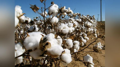 'Тахтакўпир туманида пахта экиладими?'ning rasmi