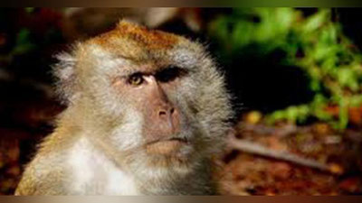 'Maymun go`dakni o`g`irlamoqchi bo`ldi (Video)'ning rasmi