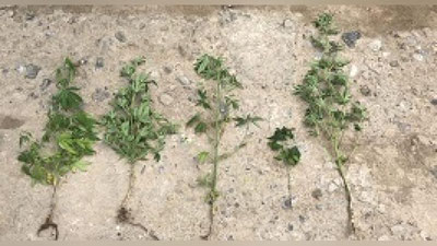 'Giyohvandlik vositalari saqlanayotgan xonadon  aniqlandi'ning rasmi