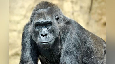 'Shimpanze Instagramdan foydalanishni o`rganib oldi (Video) 'ning rasmi