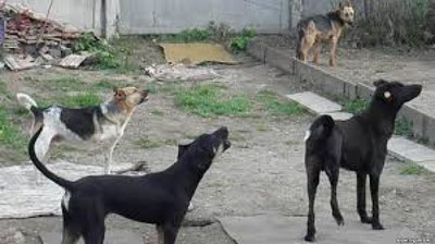 'Махачқалада 4 ёшли болани дайди итлар ғажиб ўлдирди'ning rasmi