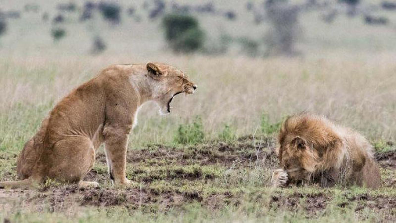'Ona arslon bolasining hayoti uchun ayyorlikka bordi (Video)'ning rasmi