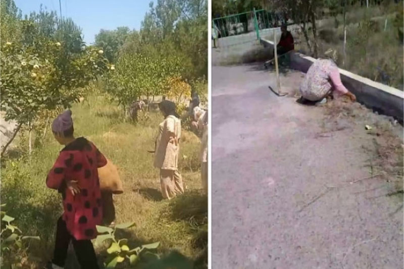 Изрображение 'Директор школы в Намангане был оштрафован за принуждение учителей к уборке сорняков'