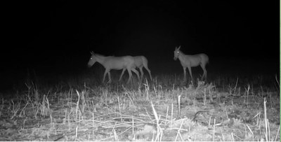 'Мўйноқдаги қўриқхонада туркман қулонлари фотоқопқонга тушди'ning rasmi