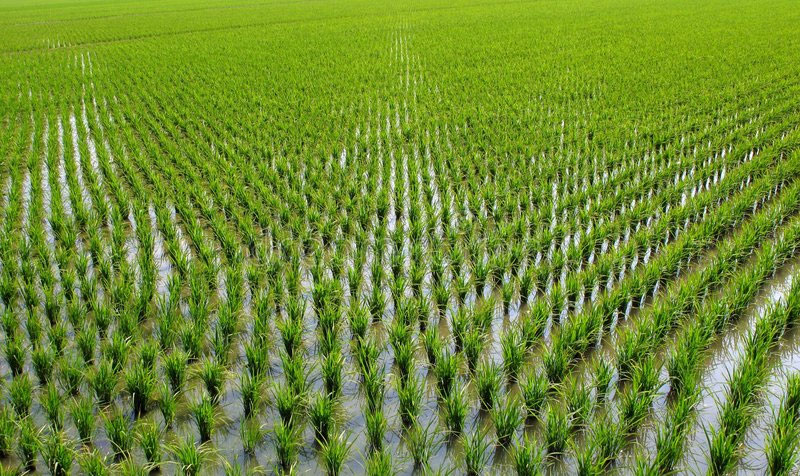 Image of 'In Uzbekistan, the activities of rice producers are supported.'