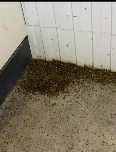 Изрображение 'В российском Ханты-Мансийске наблюдается нашествие неизвестных жуков (видео)'