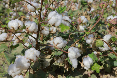 'Сурхондарёда пахта теримига старт берилди'ning rasmi