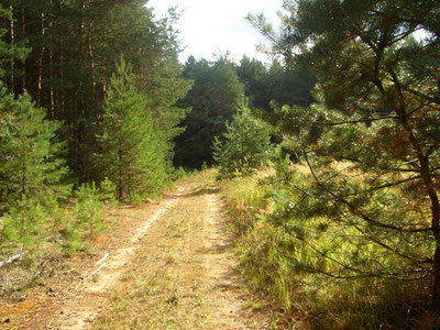 Изрображение 'В Подмосковье полицейских будут судить за забытого в лесу мигранта из Узбекистана'