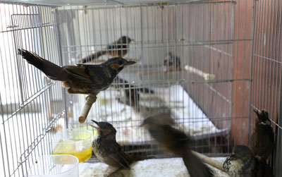 Image of 'A person attempting to bring birds not found in Uzbekistan was detained at Tashkent airport.'