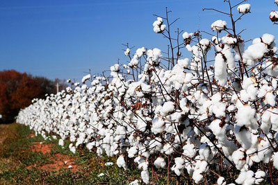 Image of 'The message translates to: A statement was made regarding the lowering of cotton prices and the coercion of farmers.'