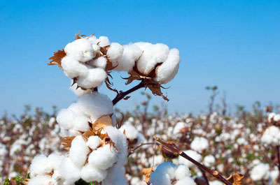 Image of 'The price for this year's cotton harvest has been set.'