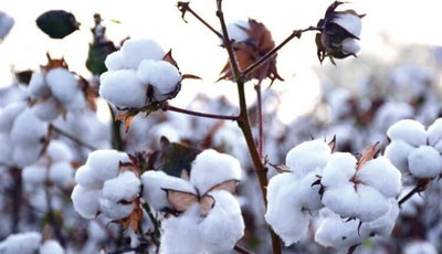 Image of 'Incidents related to forced cotton picking have been brought under control.'