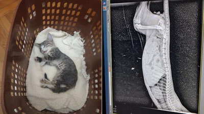 Image of 'A teacher who threw a cat out of the window in Tashkent was fined 375,000 sums.'