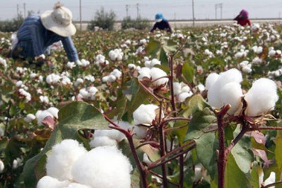 Image of 'In Kashkadarya, the chairman said that those who do not participate in cotton picking would not receive child benefits.'