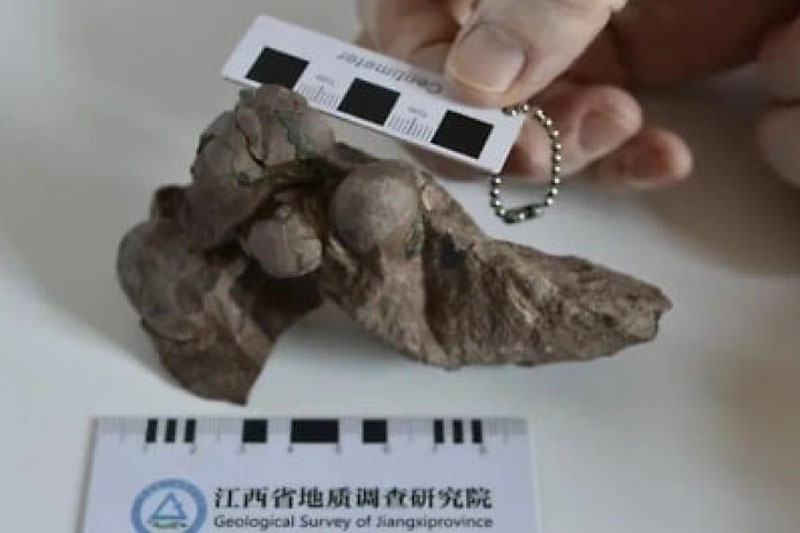 Image of 'In China, the world's smallest dinosaur eggs were found.'