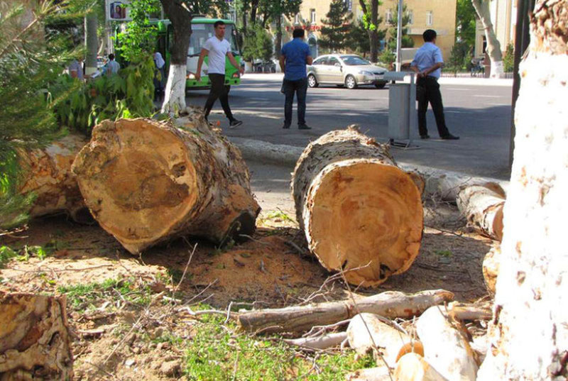 Image of 'In Uzbekistan, fines for cutting down trees and deliberately drying them out are being increased.'