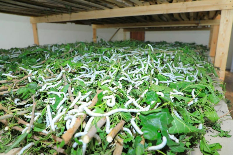 Image of 'Those who are raising live silkworms at home are exempt from income tax.'