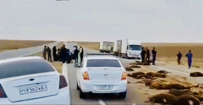 Image of 'In Kashkadarya, an Isuzu ran into 95 sheep.'