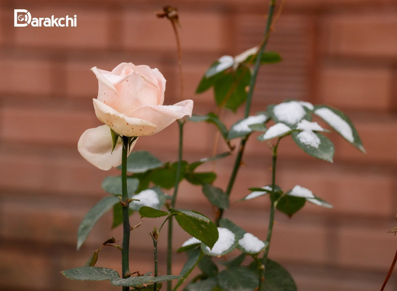 Image of 'Today in Uzbekistan, the temperature will be 5 degrees cold.'