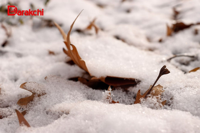 Image of 'Today, snow will also fall in some regions of Uzbekistan.'