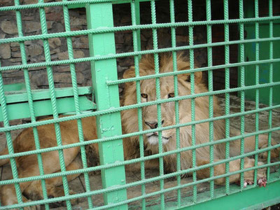 Изрображение 'Возбуждено уголовное дело по факту гибели мужчины в результате нападения львов'