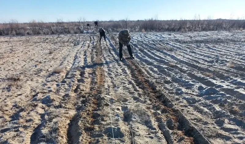 Изрображение 'Новые виды растений испытывают на осушенном дне Арала'