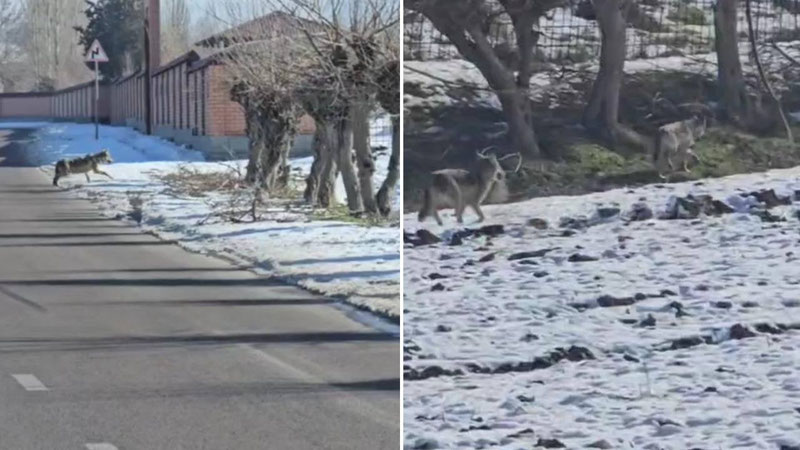 Image of 'It is said that wolves have appeared in a neighborhood in Tashkent region.'