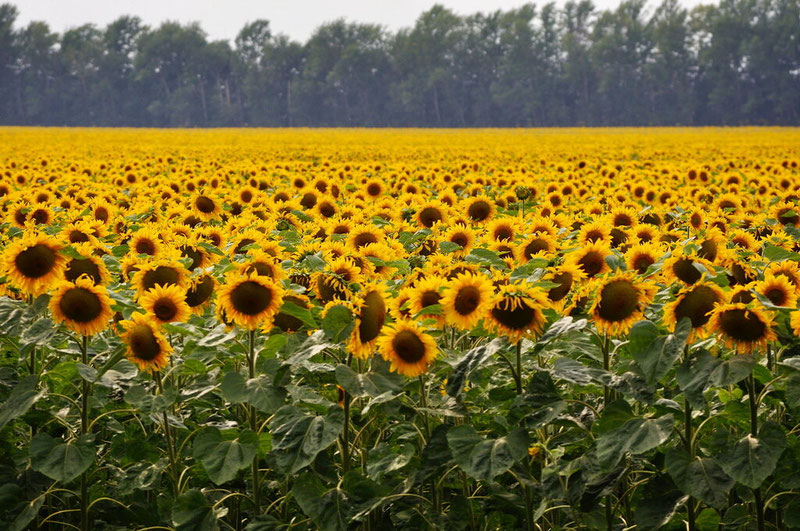 Image of 'The ban on exporting white and striped sunflower seeds from Uzbekistan has been lifted.'