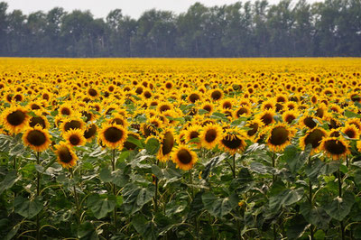 Image of 'The ban on exporting white and striped sunflower seeds from Uzbekistan has been lifted.'