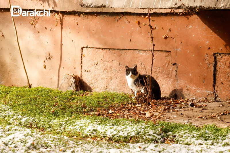 'Янги йилнинг илк кунида об-ҳаво қандай бўлиши маълум қилинди'ning rasmi