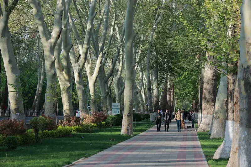 Image of 'It is proposed to create "Shady Walkways" on the sidewalks of 32 cities and districts.'