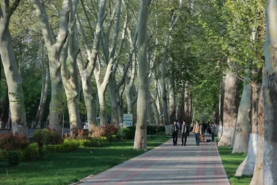 Image of 'It is proposed to create "Shady Walkways" on the sidewalks of 32 cities and districts.'