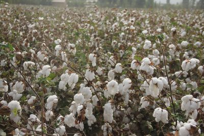 Image of 'The rules for purchasing cotton raw materials have changed for the year 2025.'