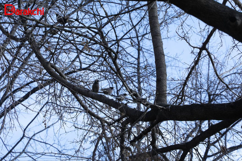 Изрображение 'В Ташкенте к вечеру возможен снег'